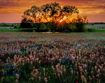 Fotografía de atardeceres con flores silvestres de Texas: Impresión de paisaje con lupinos y pinceles