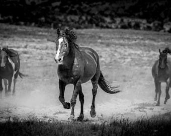Onaqui Mustang Print: Black and White Wild Horse Photography, Utah Desert