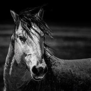 Stampa di cavallo Onaqui Wild Mustang, fotografia di animali in bianco e nero, arte murale, tela della fauna selvatica dello Utah, carta, acrilico, decorazione in metallo per casa, ufficio