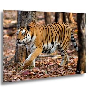 Puede incluir: Un tigre naranja con rayas negras camina por un bosque. La imagen muestra las distintivas rayas del tigre y su musculatura. El fondo presenta árboles y hojas caídas, creando una escena natural.