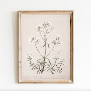 Botanical Printable Art Digital Download Wall Art Neutral White Florals Plants Botany Study Vintage Antique Art