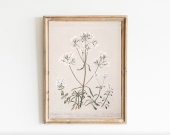 Vintage White Floral Botanical Print, Antique Botany Study (Digital Download)
