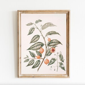Botanical Passion Fruit Tropical Plant Botany Study Flowers Leaves Printable Wall Art Digital Download Watercolor Sketch Kitchen Living Room