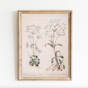 Botanical Floral White Neutral Printable Wall Art Digital Download Vintage Painting Antique botany study