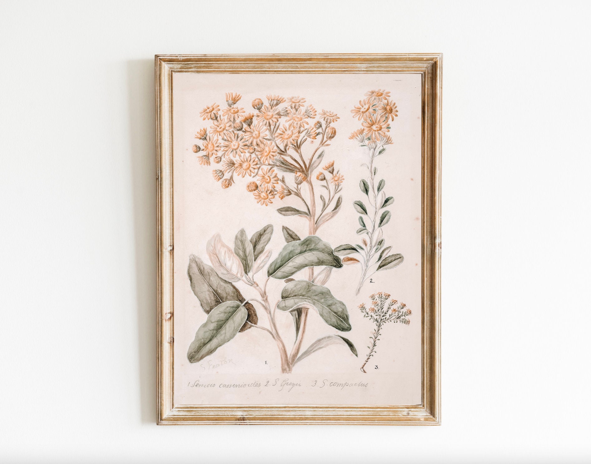 vintage Botanical Printable Aquarelle Art Daisy Brachyglottis Moutarde fleur jaune Téléchargement numérique Plantes fleurs Botany Study Antique
