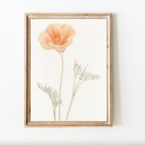 California Poppy Golden Orange Wildflower Poppies Watercolor Vintage Botanical Antique Printable Spring decor wall art floral nursery