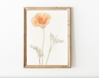 California Poppy Golden Orange Wildflower Poppies Watercolor Vintage Botanical Antique Printable Spring decor wall art floral nursery