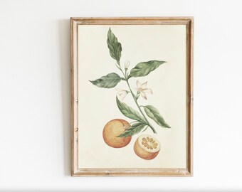 vintage Botanical Orange Blossoms Branch Leaves Farmhouse Neutral Country Kitchen Cottage core esthétique romantiser votre vie impression numérique