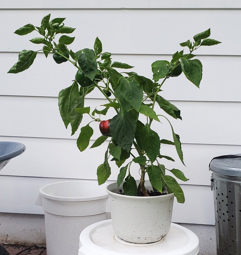 30 Mini Bell Pepper Seeds Etsy