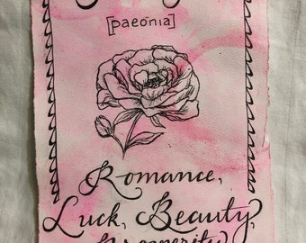 Peony Drawing