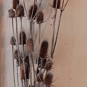 Dried Thistle Wild Teasel Stalks 12 count