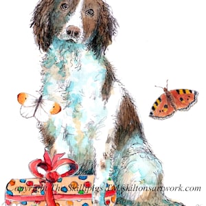 4195 Springer Spaniel Cartão de Feliz Aniversário. Cão de caça branco e fígado com um presente Pode ser personalizado.