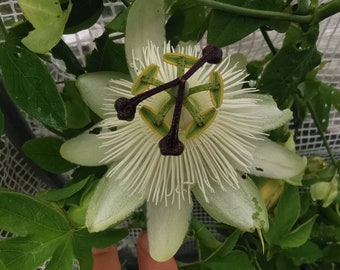 Passiflora caerulea 'Constance Elliot' rooted cutting in potted vermiculite.