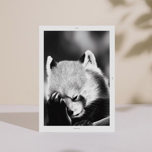Red Panda Poster