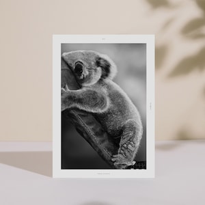 Koala Poster