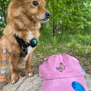 May include: A light brown dog with a black harness and a pink baseball cap with a duck design. The cap has a blue patch on the brim and is resting on a rock. The dog is looking to the right.