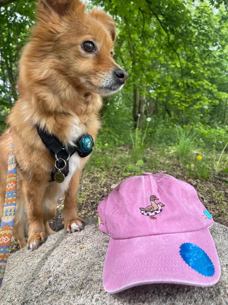 May include: A light brown dog with a black harness and a pink baseball cap with a duck design. The cap has a blue patch on the brim and is resting on a rock. The dog is looking to the right.