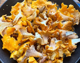 Dried Chanterelle Mushrooms, 2022 Wild Foraged Chanterelles, Appalachian Mountains, Culinary Mushrooms, 1 oz Dried Chanterelle