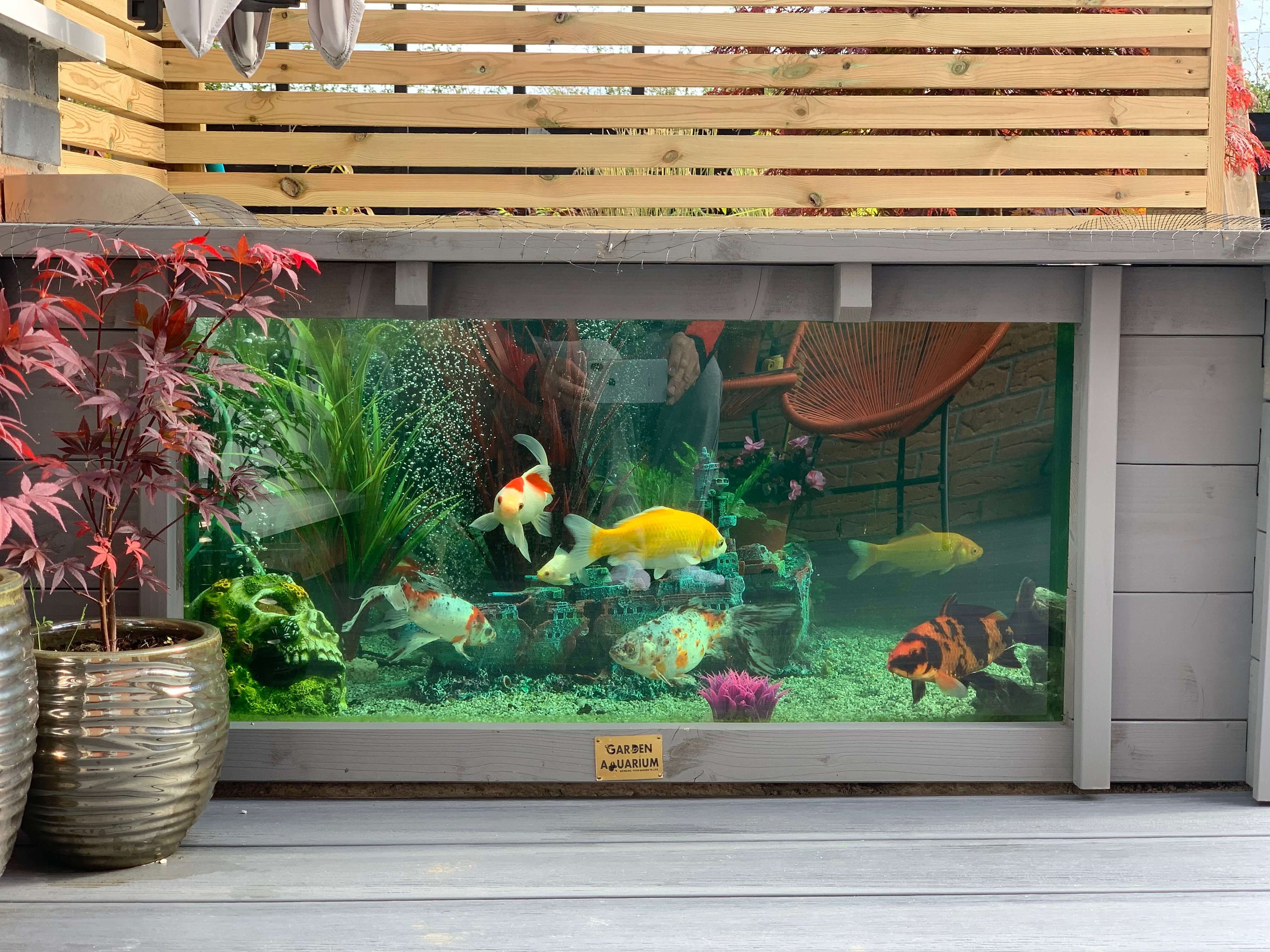 Lotus Clear View Garden Aquarium Fish Pond in the Garden With Windows ...