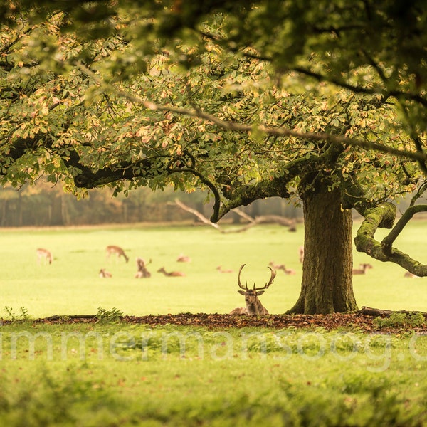 Colony of deer on grassland with tree, fine art digital photograph. Print yourself or have it printed as a poster, aluminum, wood, copper