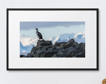 Antarctic Shag standing on a rocky outcropping in Antarctica