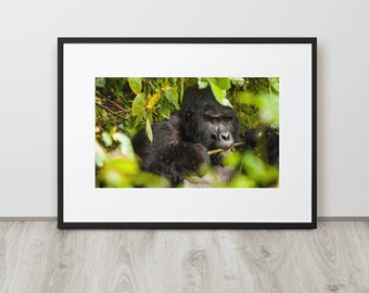 Silverback Gorilla in Bwindi Impenetrable National Park, Uganda