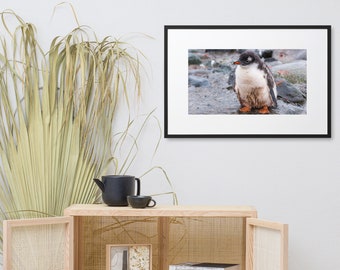 Gentoo Penguin Chick in Antarctica