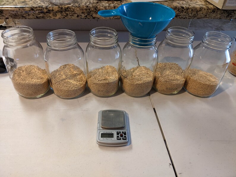4 X 32 Oz. White Millet Grain Spawn Jars Sterilized With Injection Ports and Fresh Air Exchange