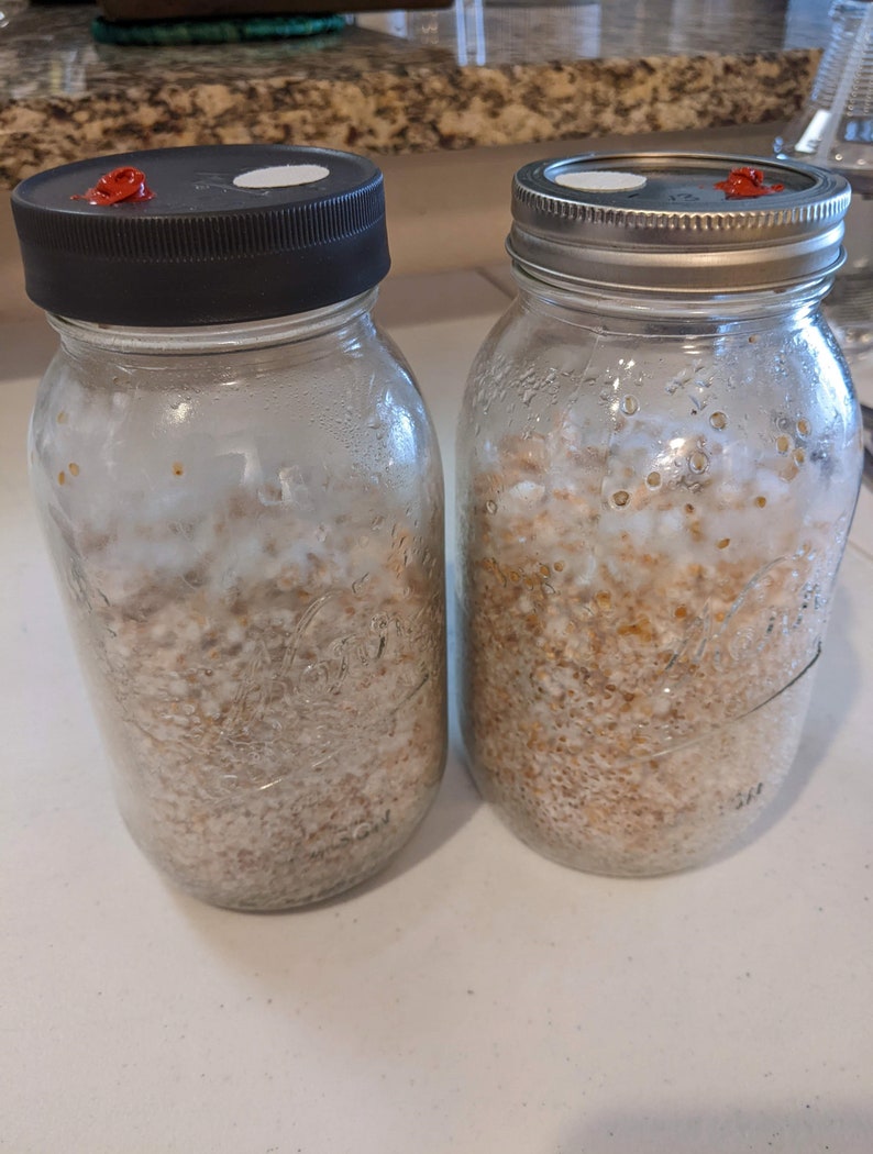 4 X 32 Oz. White Millet Grain Spawn Jars Sterilized With Injection Ports and Fresh Air Exchange