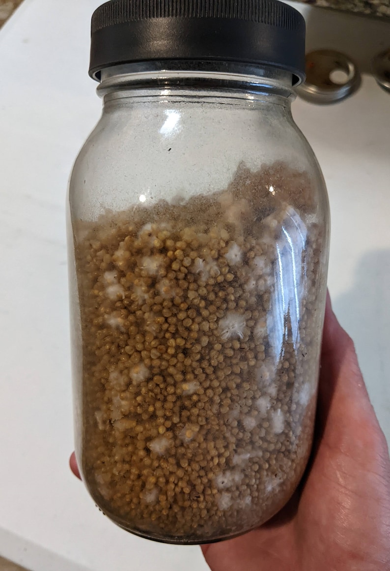 4 X 32 Oz. White Millet Grain Spawn Jars Sterilized With Injection