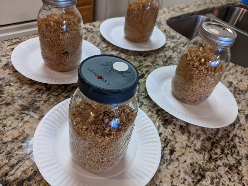 4 X 32 Oz. White Millet Grain Spawn Jars Sterilized With Injection Ports and Fresh Air Exchange