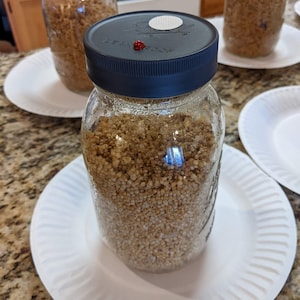 4 x 32 oz. White Millet Grain Spawn Jars - Sterilized with injection ports and fresh air exchange.