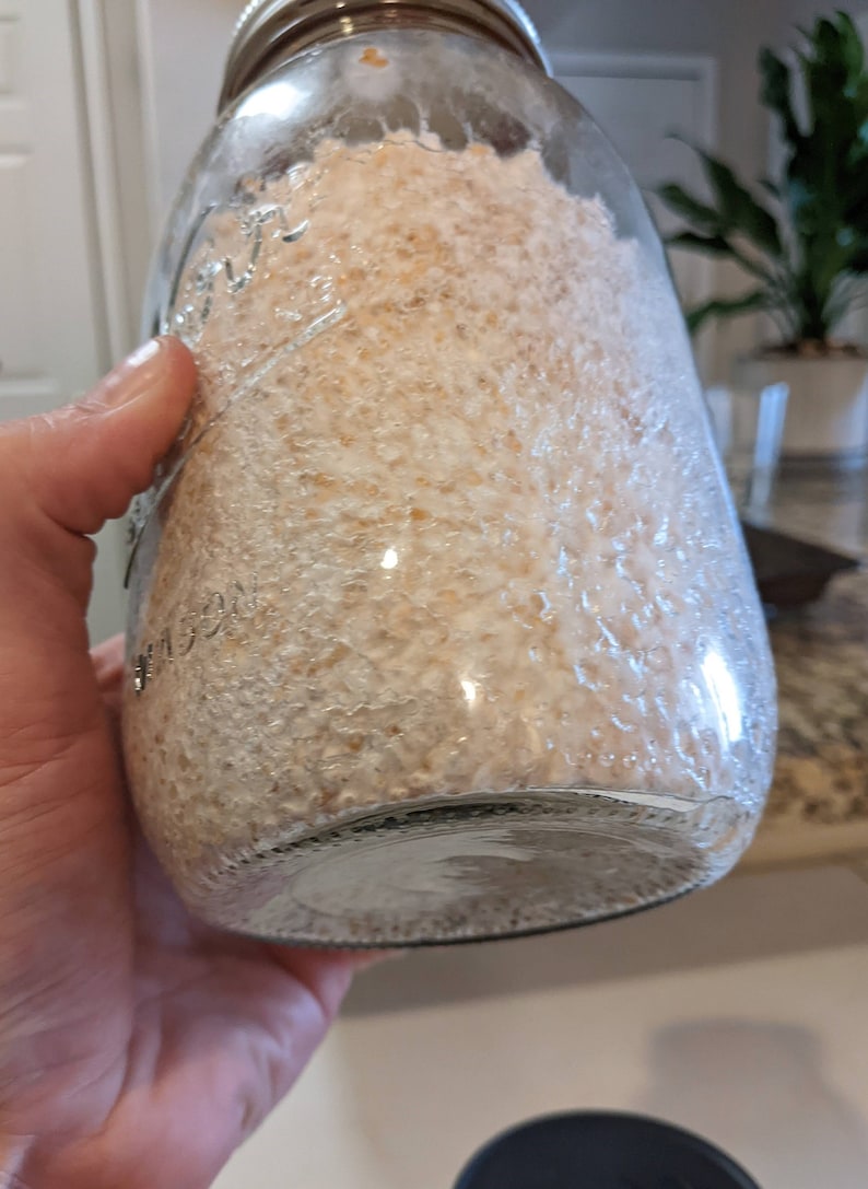 4 X 32 Oz. White Millet Grain Spawn Jars Sterilized With Injection Ports and Fresh Air Exchange