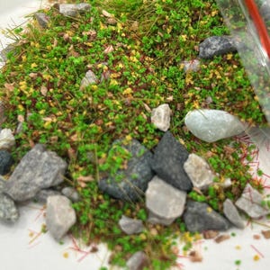 May include: A collection of model railway scenery materials, featuring green foliage, small grey rocks, and yellow and red details. The loose materials are suitable for creating miniature landscapes or dioramas.