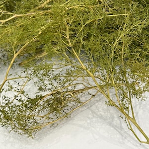 May include: Close-up of several branches with small, green leaves. The branches are a light brown colour and have a delicate, natural appearance. The leaves are a muted green, creating a soft, textured look. The branches are likely for crafting or decorative purposes.