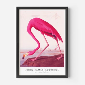 John James Audubon, American Flamingo, Mid-Century Art Poster, Famous Painting, Famous Artist Wall Decor, Museum Wall Art, Exhibition Art
