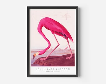 John James Audubon, American Flamingo, Mid-Century Art Poster, Famous Painting, Famous Artist Wall Decor, Museum Wall Art, Exhibition Art