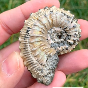 Seltene Ammolit-beschichtete Ammonit-Fossilien (Kristall, Mineral, Probe, Druzy, Quarz, Turm, Kugel, selten)
