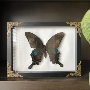 Framed Butterfly Specimen