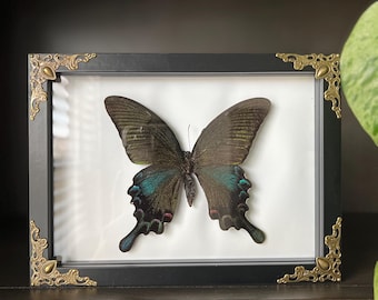 Framed Butterfly Specimen