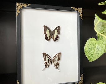 Framed Butterfly Specimen