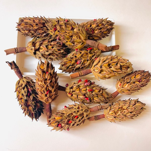 7 Southern Magnolia Seed Pods, Magnolia Seed Cone, Magnolia Grandiflora Pods, Holiday Craft, Spider Home