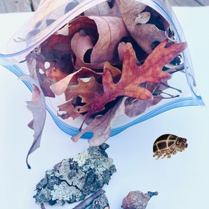May include: A clear plastic bag filled with dried brown and red oak leaves. Also shown are a snail, a hermit crab, a turtle, a snake, a piece of bark, twigs, and acorns.