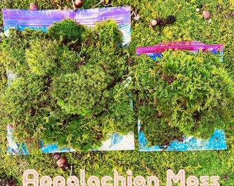 Fresh Moss/ Cushion Moss/ Live Moss/ Small and Large Pieces/ Real Moss Terrarium/ Mood/Vivarium/ Moss Garden/ Premium Moss Mix/Gallon Bag