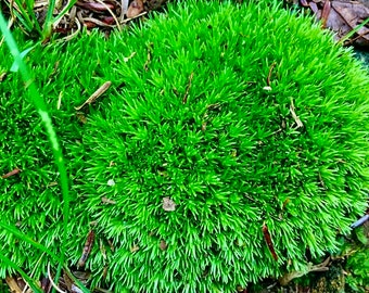 1 Gallon Bag Moss, Mood Moss, Pincushion Moss, Leucobryum glaucum, Live Moss, Fresh Green Moss, Moss Variety Mix, Woodland Decor, Fresh