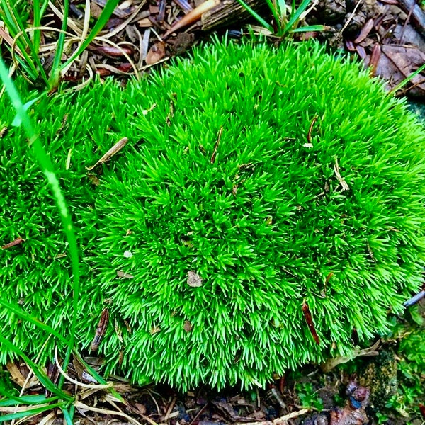 1 Gallon Bag Moss, Mood Moss, Pincushion Moss, Leucobryum glaucum, Live Moss, Fresh Green Moss, Moss Variety Mix, Woodland Decor, Fresh