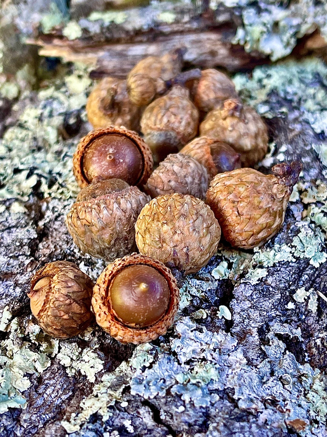 12 Red Oak Acorns Medium and Small Bowl Filler Fall Decorforest Decor
