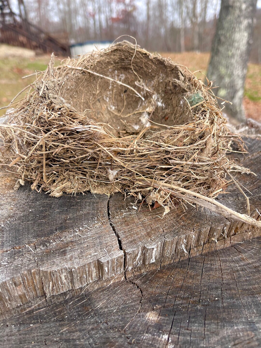 Large Bird Nest Real Abandoned Bird Nest Forest Decor Etsy