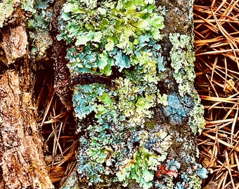 Natural Tree Bark With Lichens , Gal Bag Uniquely Filled, Oak Bark, Bark for Crafts, Tree Bark for Terrarium, Bark For Fairy Decor