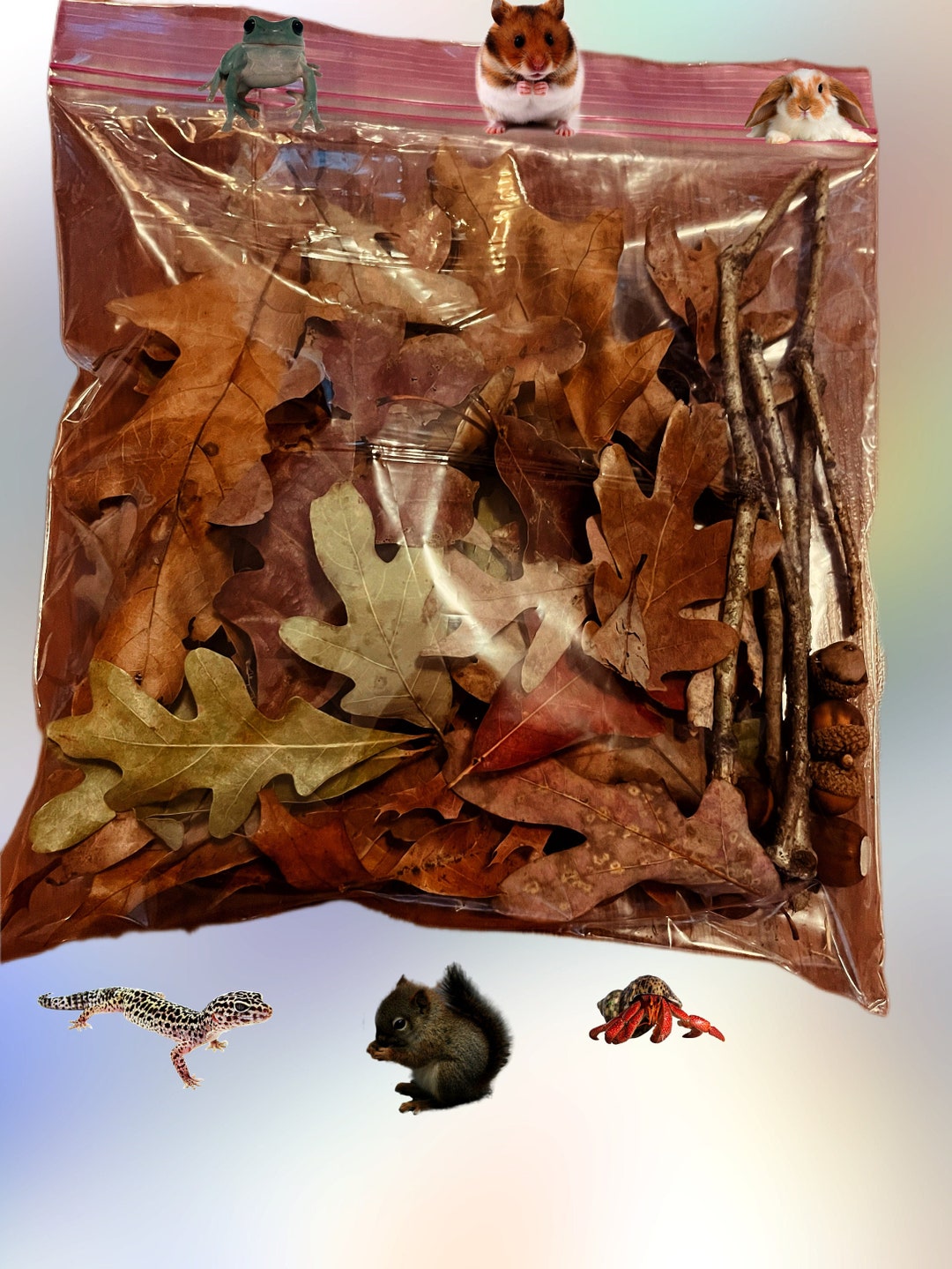 Illustration of Portable Reptile Habitats With Leaf Litter